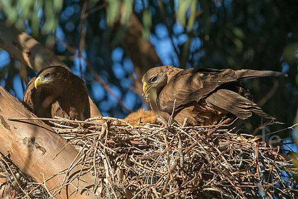 Schmarotzermilan (Milvus migrans parasitus)