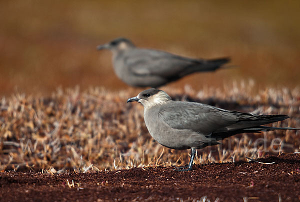 Schmarotzerraubmöwe (Stercorarius parasiticus)