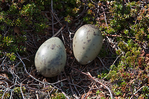 Schmarotzerraubmöwe (Stercorarius parasiticus)