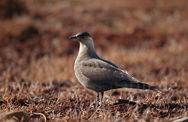 Schmarotzerraubmöwe (Stercorarius parasiticus)