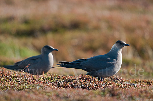 Schmarotzerraubmöwe (Stercorarius parasiticus)