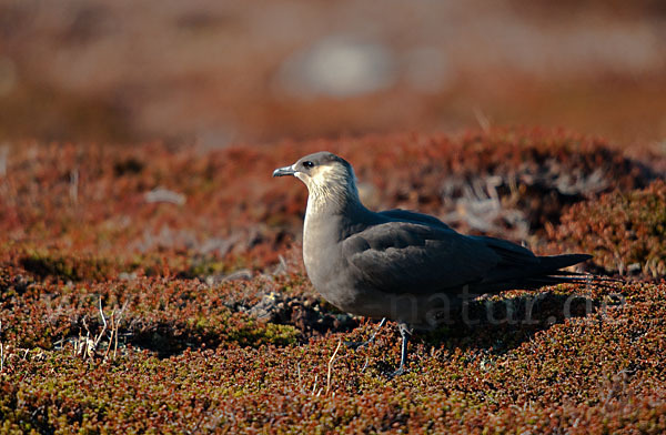 Schmarotzerraubmöwe (Stercorarius parasiticus)