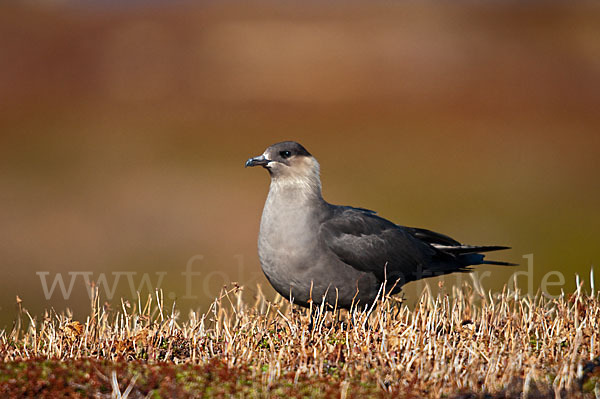 Schmarotzerraubmöwe (Stercorarius parasiticus)