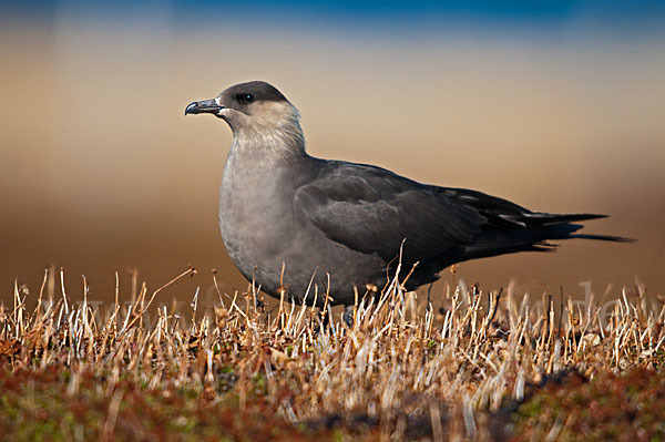 Schmarotzerraubmöwe (Stercorarius parasiticus)