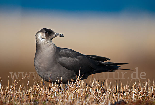 Schmarotzerraubmöwe (Stercorarius parasiticus)