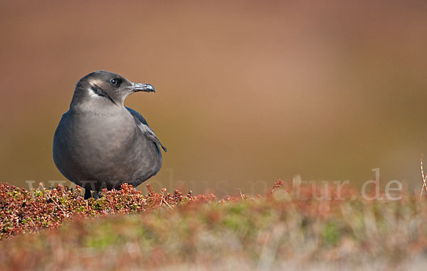 Schmarotzerraubmöwe (Stercorarius parasiticus)