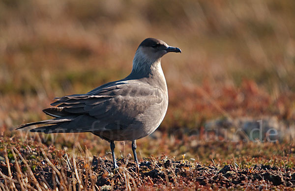 Schmarotzerraubmöwe (Stercorarius parasiticus)