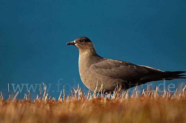 Schmarotzerraubmöwe (Stercorarius parasiticus)