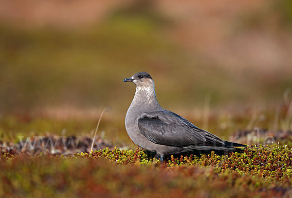 Schmarotzerraubmöwe (Stercorarius parasiticus)