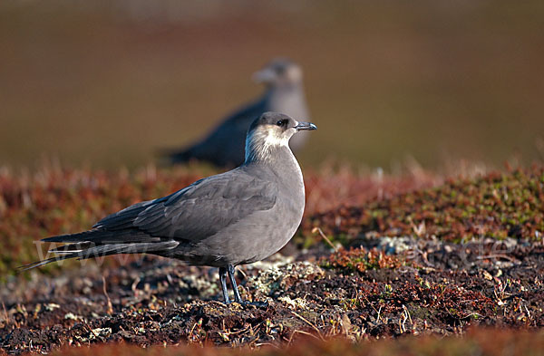 Schmarotzerraubmöwe (Stercorarius parasiticus)