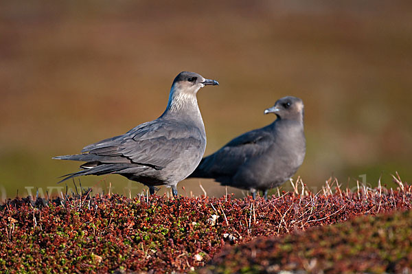 Schmarotzerraubmöwe (Stercorarius parasiticus)