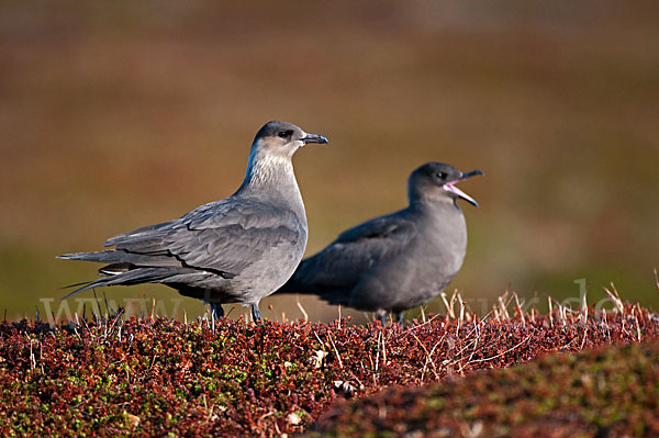 Schmarotzerraubmöwe (Stercorarius parasiticus)