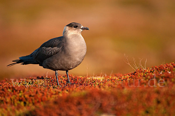 Schmarotzerraubmöwe (Stercorarius parasiticus)