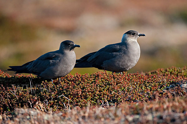 Schmarotzerraubmöwe (Stercorarius parasiticus)