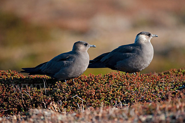 Schmarotzerraubmöwe (Stercorarius parasiticus)