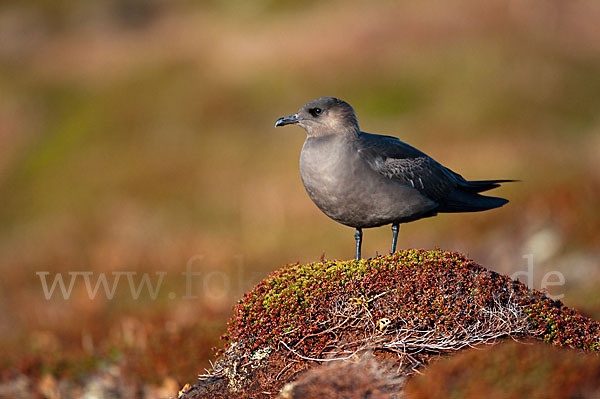 Schmarotzerraubmöwe (Stercorarius parasiticus)