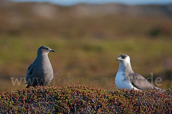 Schmarotzerraubmöwe (Stercorarius parasiticus)