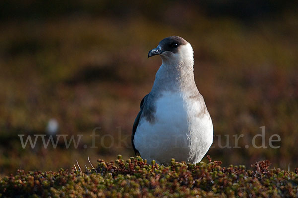 Schmarotzerraubmöwe (Stercorarius parasiticus)