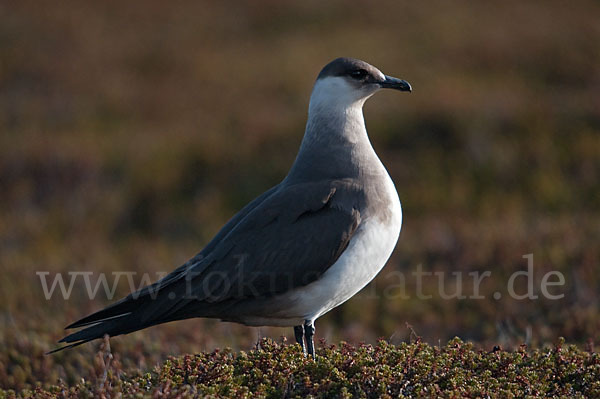 Schmarotzerraubmöwe (Stercorarius parasiticus)