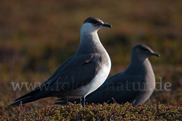 Schmarotzerraubmöwe (Stercorarius parasiticus)