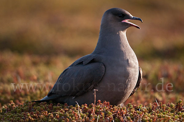 Schmarotzerraubmöwe (Stercorarius parasiticus)