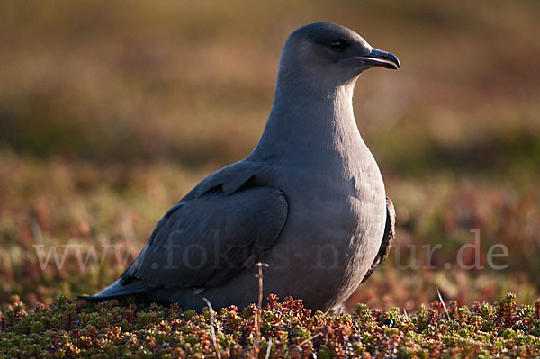 Schmarotzerraubmöwe (Stercorarius parasiticus)