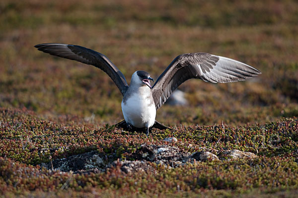 Schmarotzerraubmöwe (Stercorarius parasiticus)