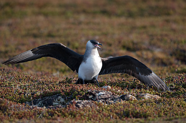 Schmarotzerraubmöwe (Stercorarius parasiticus)