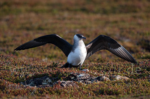 Schmarotzerraubmöwe (Stercorarius parasiticus)