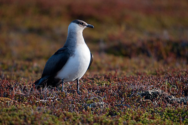 Schmarotzerraubmöwe (Stercorarius parasiticus)