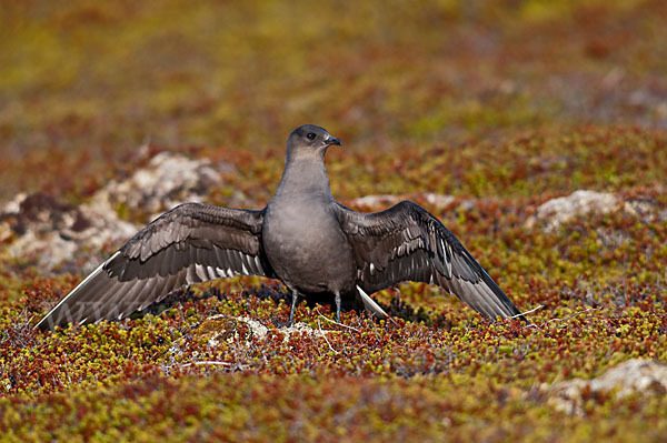 Schmarotzerraubmöwe (Stercorarius parasiticus)