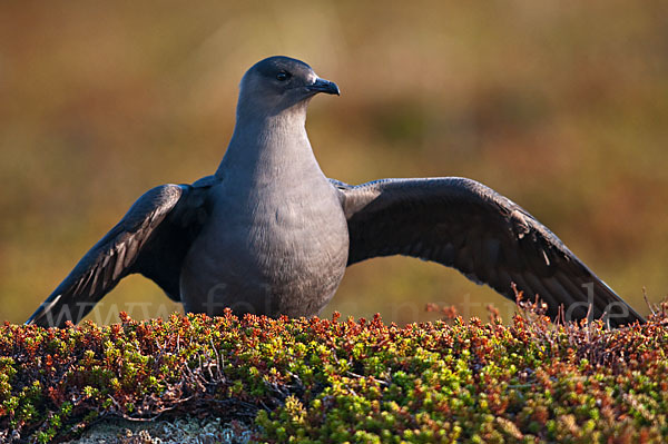 Schmarotzerraubmöwe (Stercorarius parasiticus)