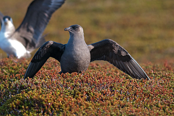 Schmarotzerraubmöwe (Stercorarius parasiticus)