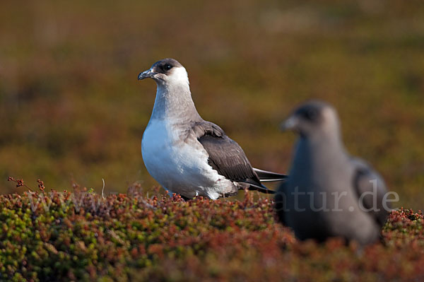 Schmarotzerraubmöwe (Stercorarius parasiticus)