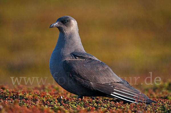 Schmarotzerraubmöwe (Stercorarius parasiticus)