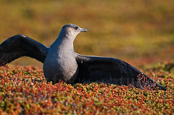 Schmarotzerraubmöwe (Stercorarius parasiticus)