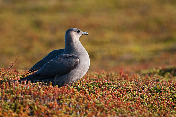 Schmarotzerraubmöwe (Stercorarius parasiticus)