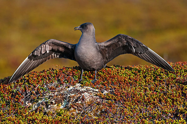 Schmarotzerraubmöwe (Stercorarius parasiticus)