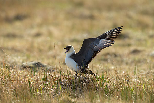 Schmarotzerraubmöwe (Stercorarius parasiticus)