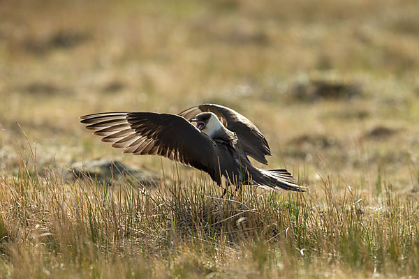 Schmarotzerraubmöwe (Stercorarius parasiticus)