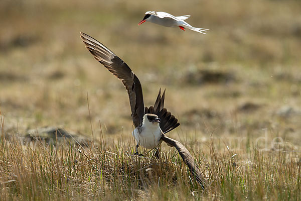 Schmarotzerraubmöwe (Stercorarius parasiticus)