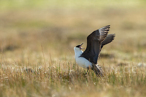 Schmarotzerraubmöwe (Stercorarius parasiticus)