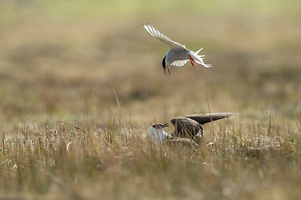 Schmarotzerraubmöwe (Stercorarius parasiticus)