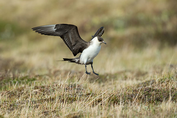 Schmarotzerraubmöwe (Stercorarius parasiticus)