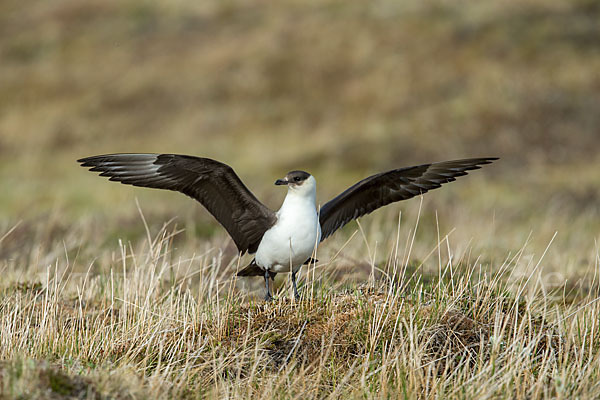 Schmarotzerraubmöwe (Stercorarius parasiticus)