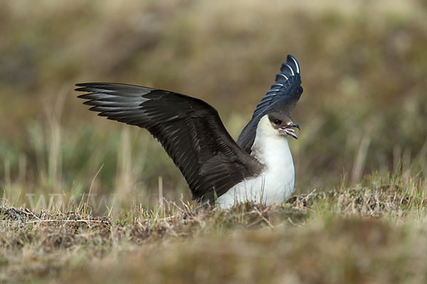 Schmarotzerraubmöwe (Stercorarius parasiticus)