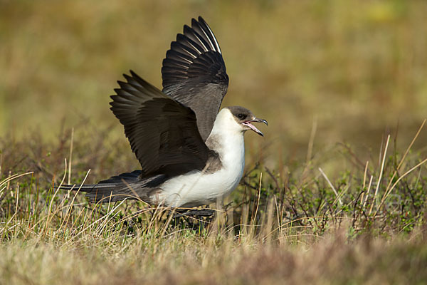 Schmarotzerraubmöwe (Stercorarius parasiticus)