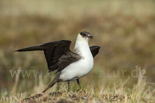 Schmarotzerraubmöwe (Stercorarius parasiticus)