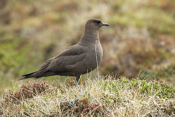 Schmarotzerraubmöwe (Stercorarius parasiticus)