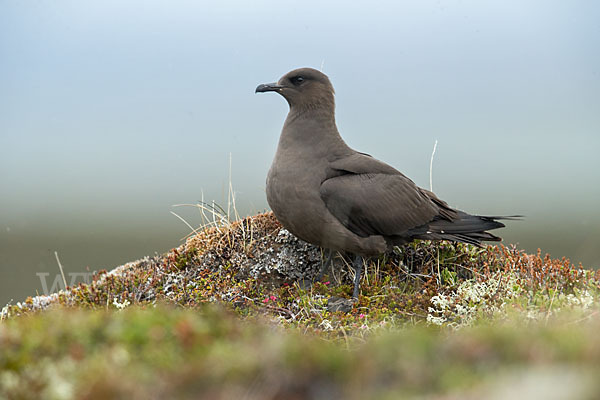 Schmarotzerraubmöwe (Stercorarius parasiticus)